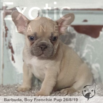 Barbuda Lilac Fawn Male Frenchie Puppy POA